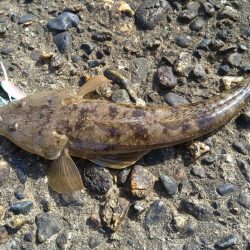 小ぶりながらもマゴチ